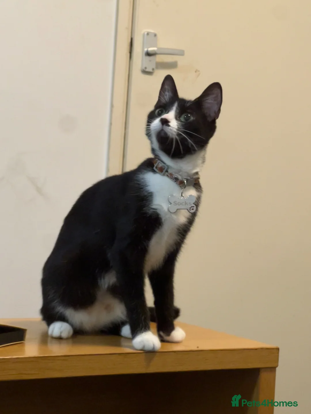 Mixed Breed cats for sale: 💕Beautiful kittens looking for loving homes💕 in Southall - Advert 2
