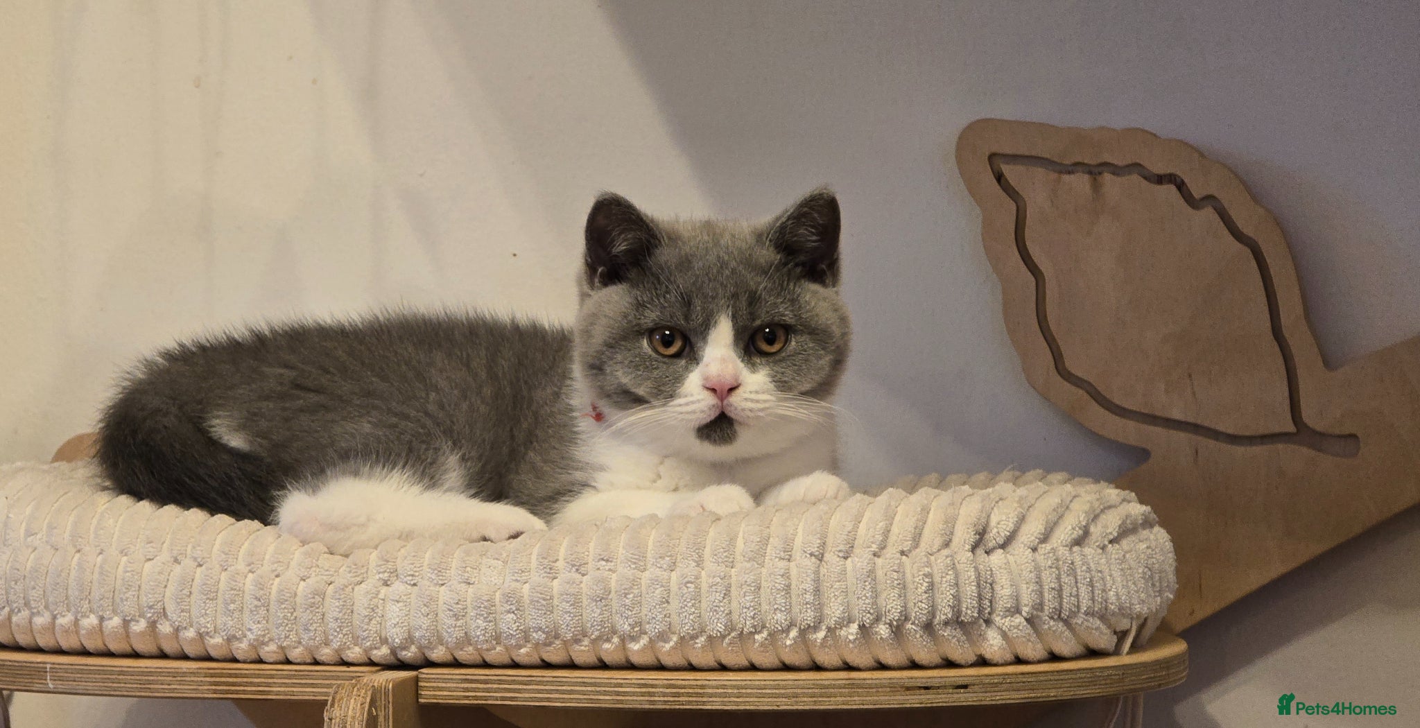 British Shorthair cats 💫 TICA registered British Shorthair Males - Advert 6