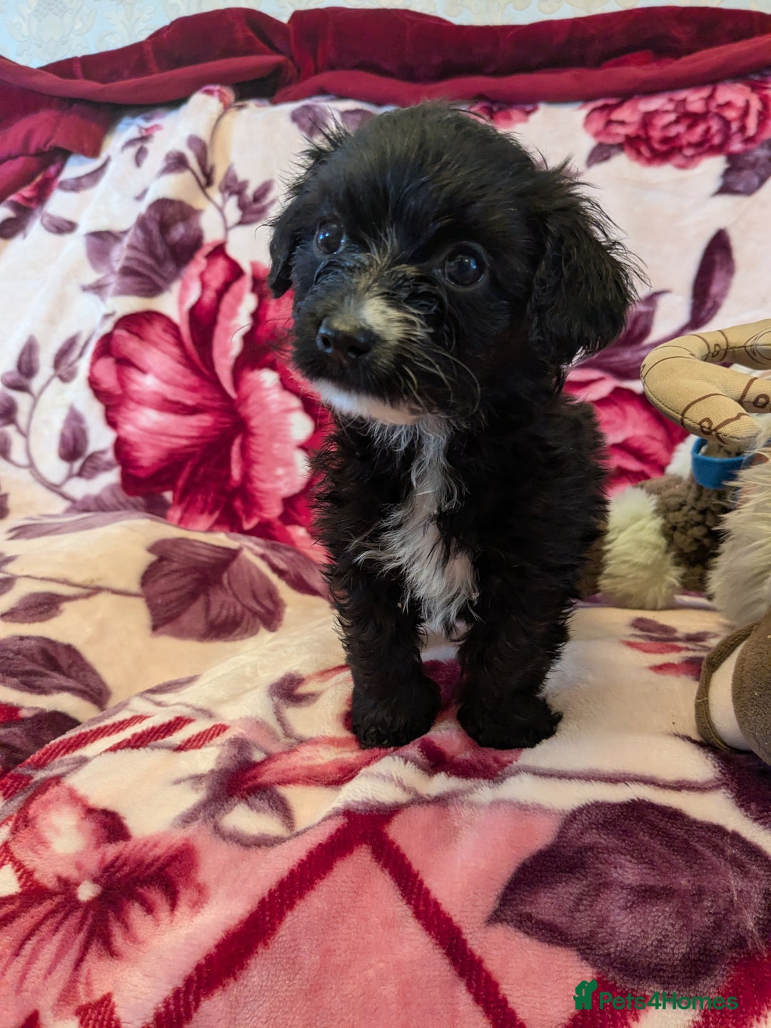 Mixed Breed dogs for sale: F1b cockapoo - Image 8