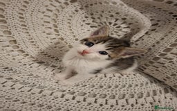 British Shorthair cats for sale: beautiful kittens available to pick up - Image 13