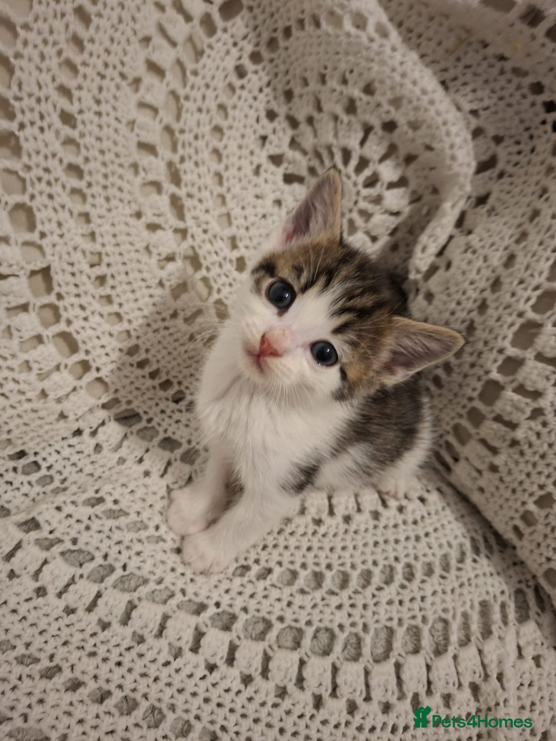 British Shorthair cats for sale: beautiful kittens available to pick up - Image 13