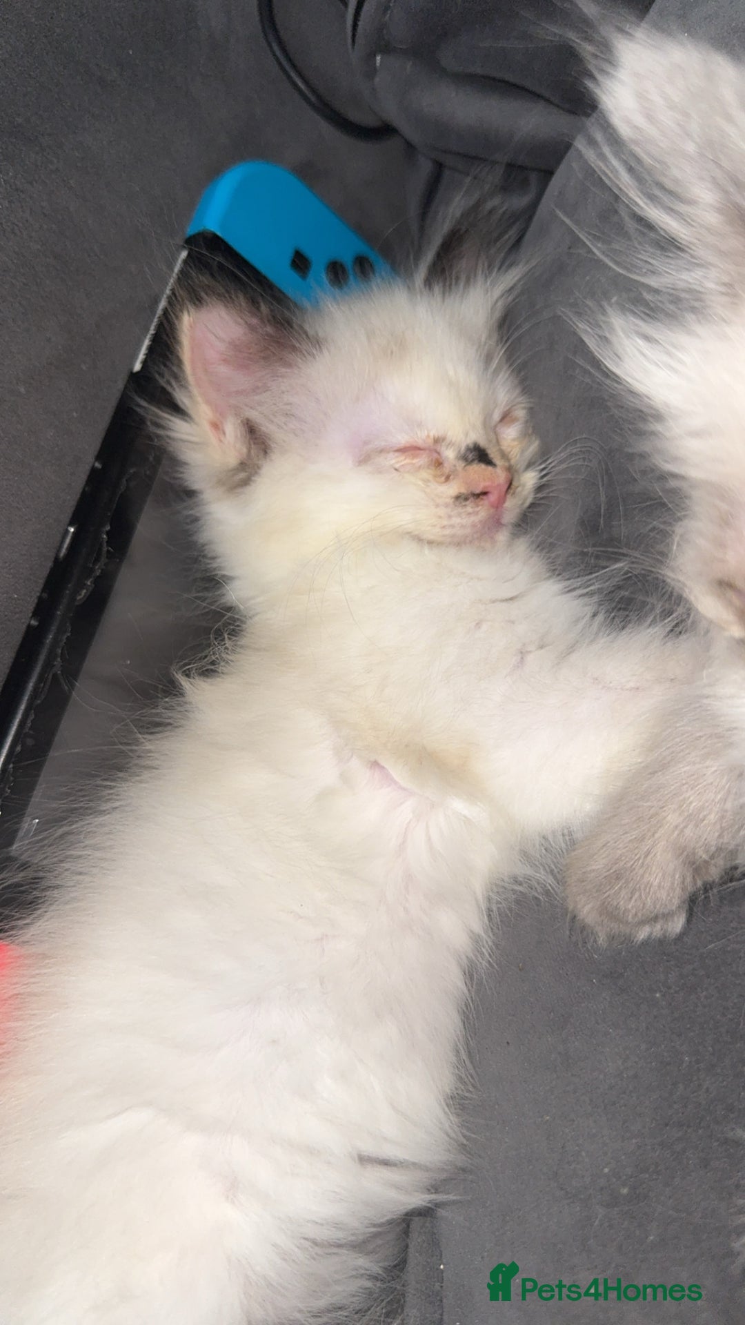 Ragdoll cats for sale: Ragdoll Kittens Ready Now🐾💕 - Image 3