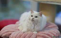 Ragdoll cats for sale: Rare colour GCCF kittens from Champion lines - Image 2