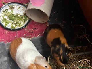 Guinea Pig rodents Bonded pair female guinea pigs - Advert 2