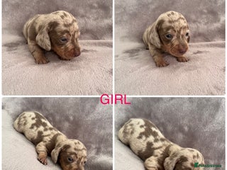 Miniature Dachshund dogs *ADORABLE ISABELLA DAPPLE PUPPIES* - Advert 1