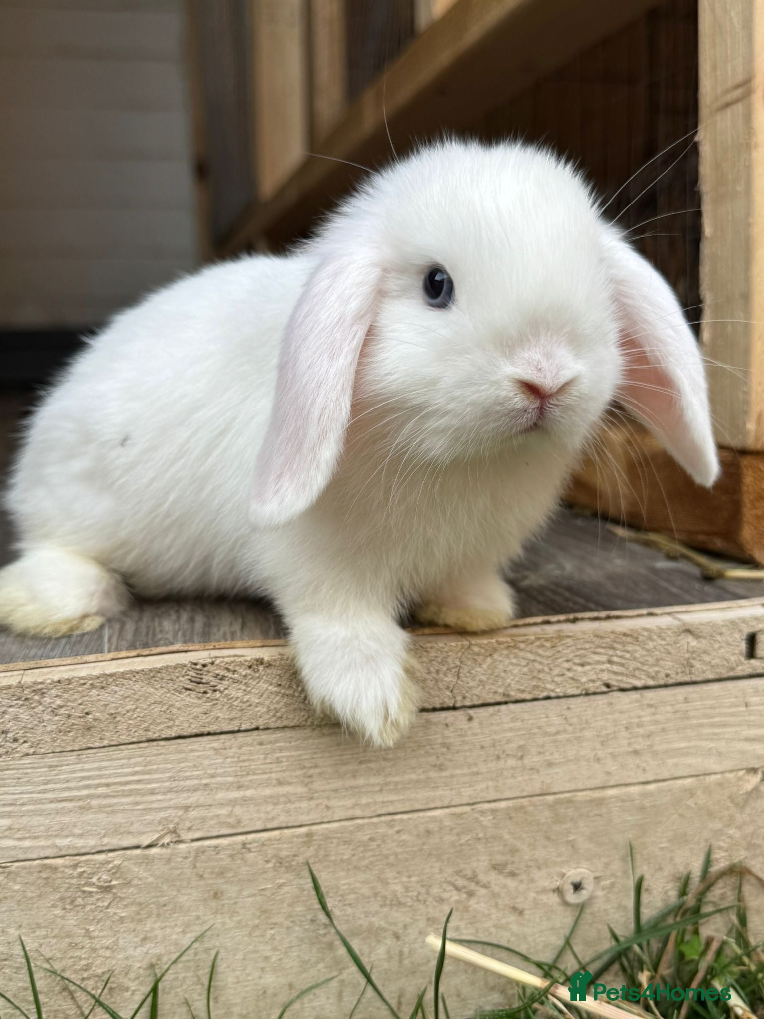 Mini Lop rabbits Last girl available  - Advert 1