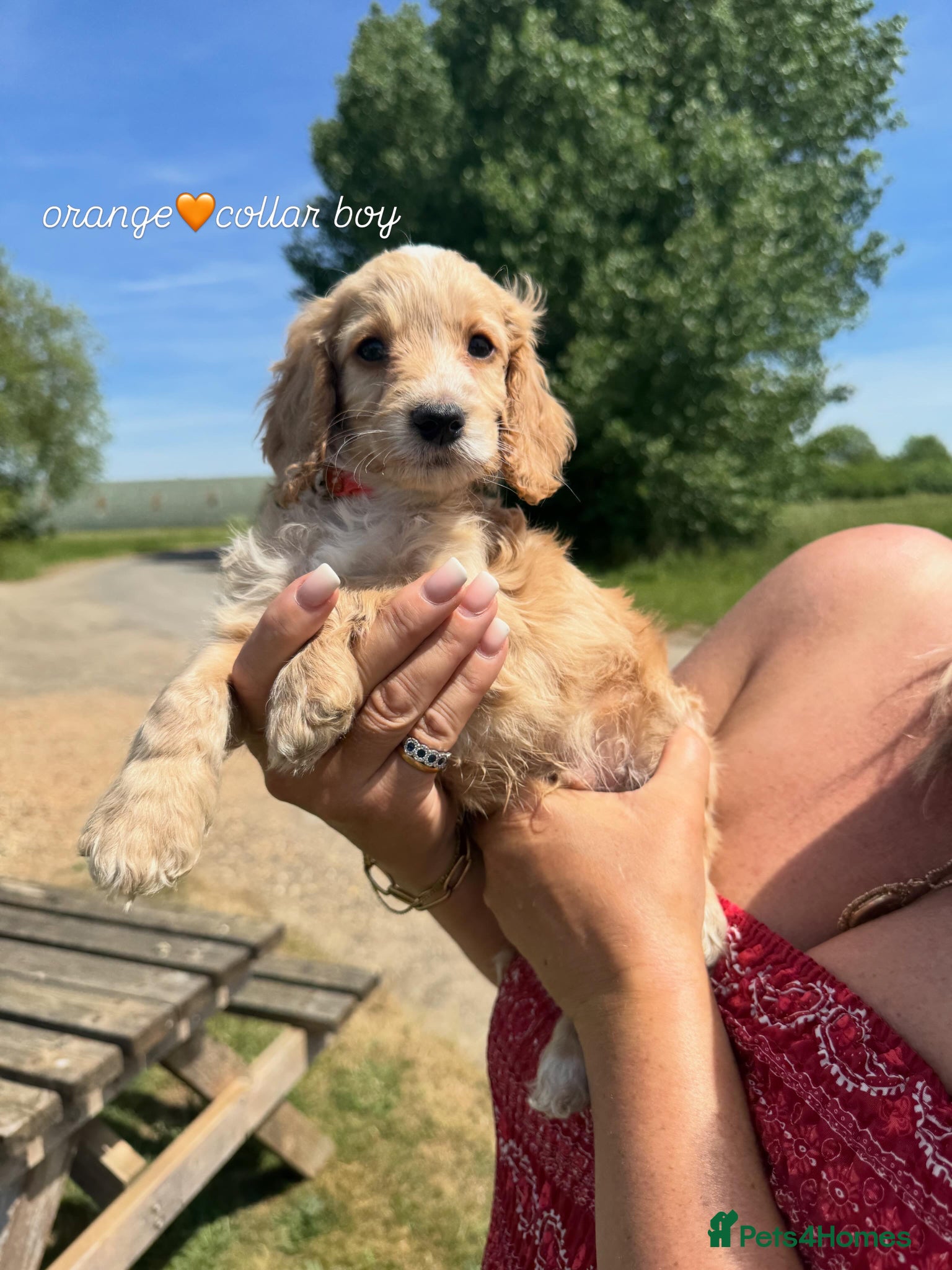 Cockapoo dogs Gorgeous Cockapoo pups 5🌟 licensed breeder  - Advert 1