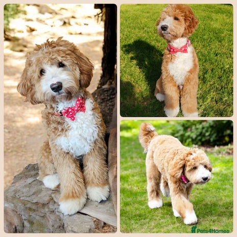 Goldendoodle dogs - Advert 1