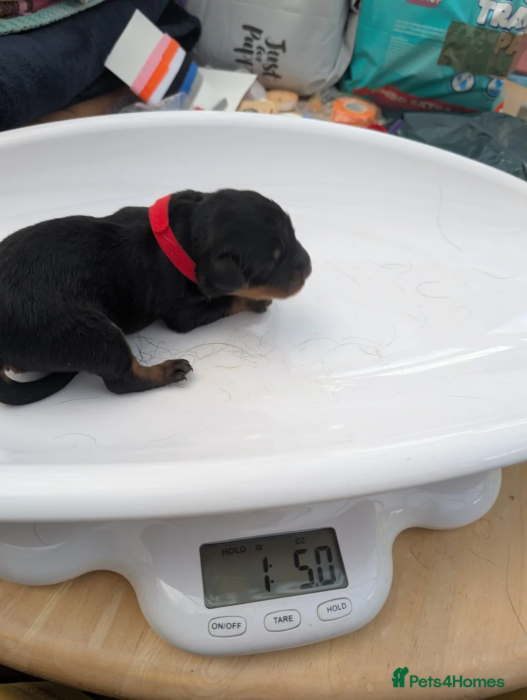 Rottweiler dogs for sale: Rottweiler Puppies - Advert 21