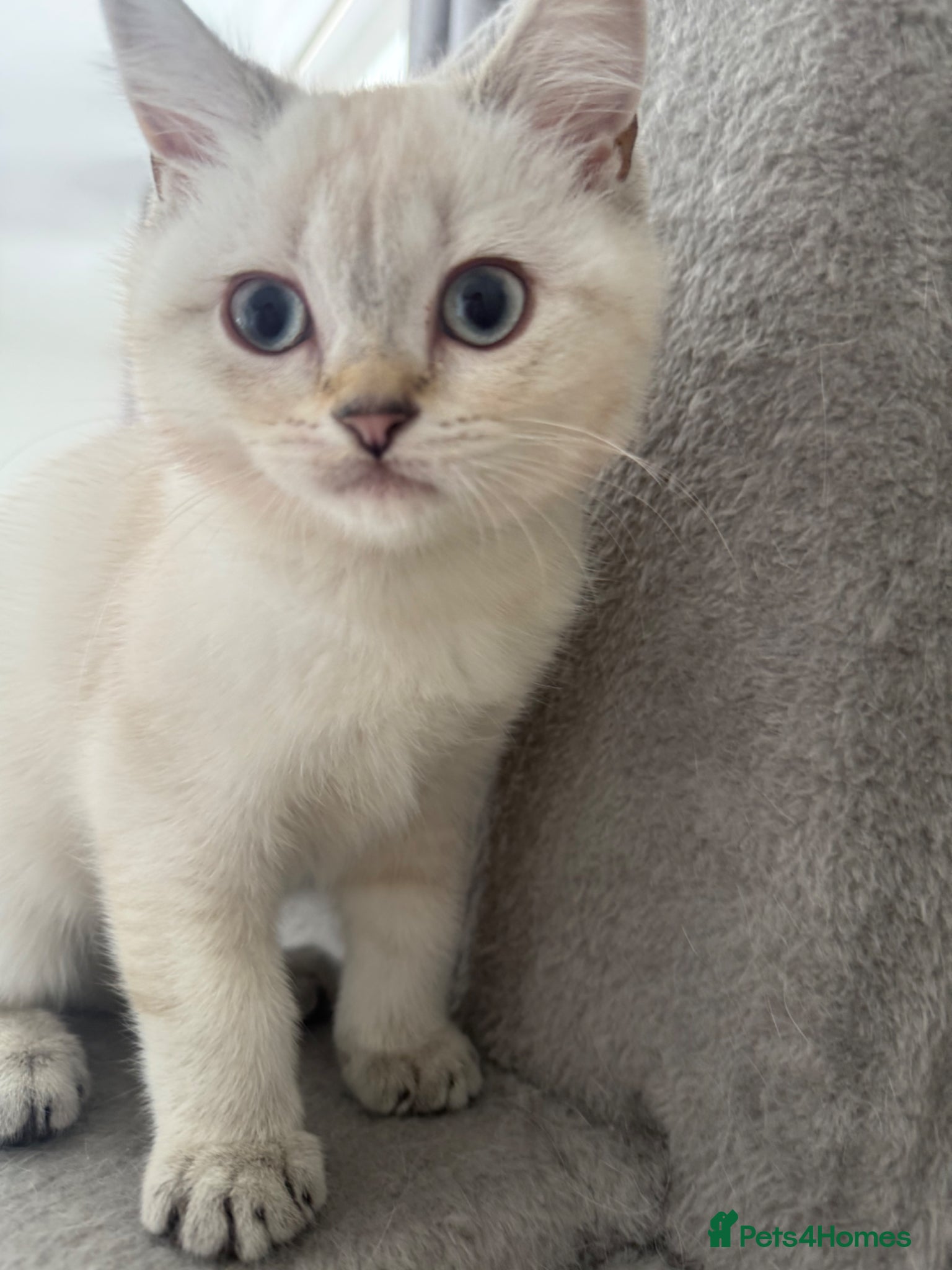British Shorthair cats FINAL FEMALE BRITISH SHORTHAIR  🐾 - Advert 9