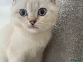 British Shorthair cats FINAL FEMALE BRITISH SHORTHAIR 🐾 - Advert 3