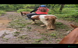 Irish Cob horses for sale: Copper 13.1/2 Gypsy Cob  - Image 8