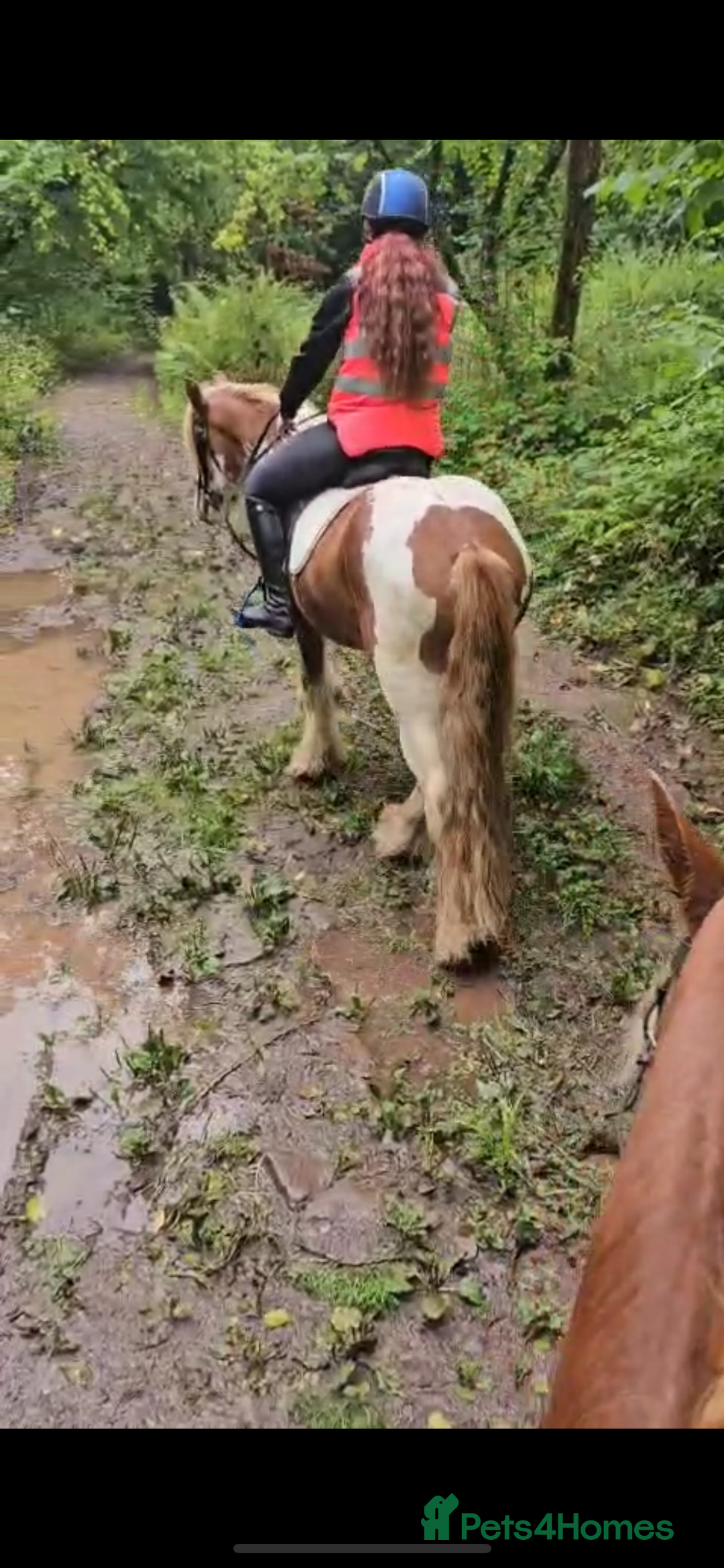 Irish Cob horses for sale: Copper 13.1/2 Gypsy Cob  - Image 8