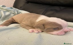Mixed Breed dogs for sale: Old Tyme bulldogs puppies for sale.  - Image 11