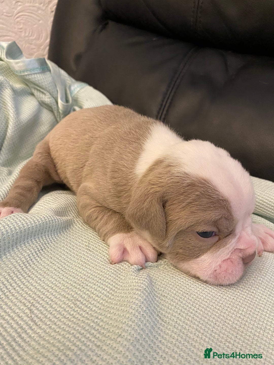 Mixed Breed dogs for sale: Old Tyme bulldogs puppies for sale.  - Image 11