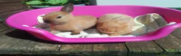 Netherland Dwarf rabbits for sale: Pretty Female and Male Netherland Dwarf Babies - Advert 2