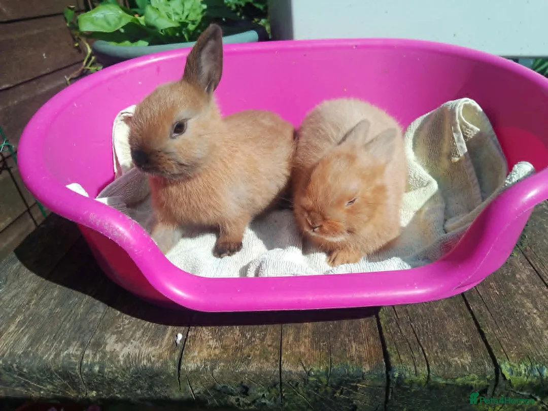 Netherland Dwarf rabbits for sale: Pretty Female and Male Netherland Dwarf Babies - Advert 2