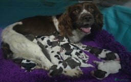 English Springer Spaniel dogs for sale: KC Health Tested Pups ready Nov 25 - Image 13