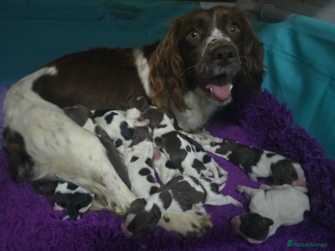 English Springer Spaniel dogs for sale: KC Health Tested Pups ready Nov 25 - Image 13