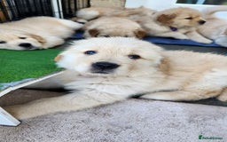 Golden Retriever dogs for sale: Lovable Kc Golden Retriever Puppies Available Now - Image 12