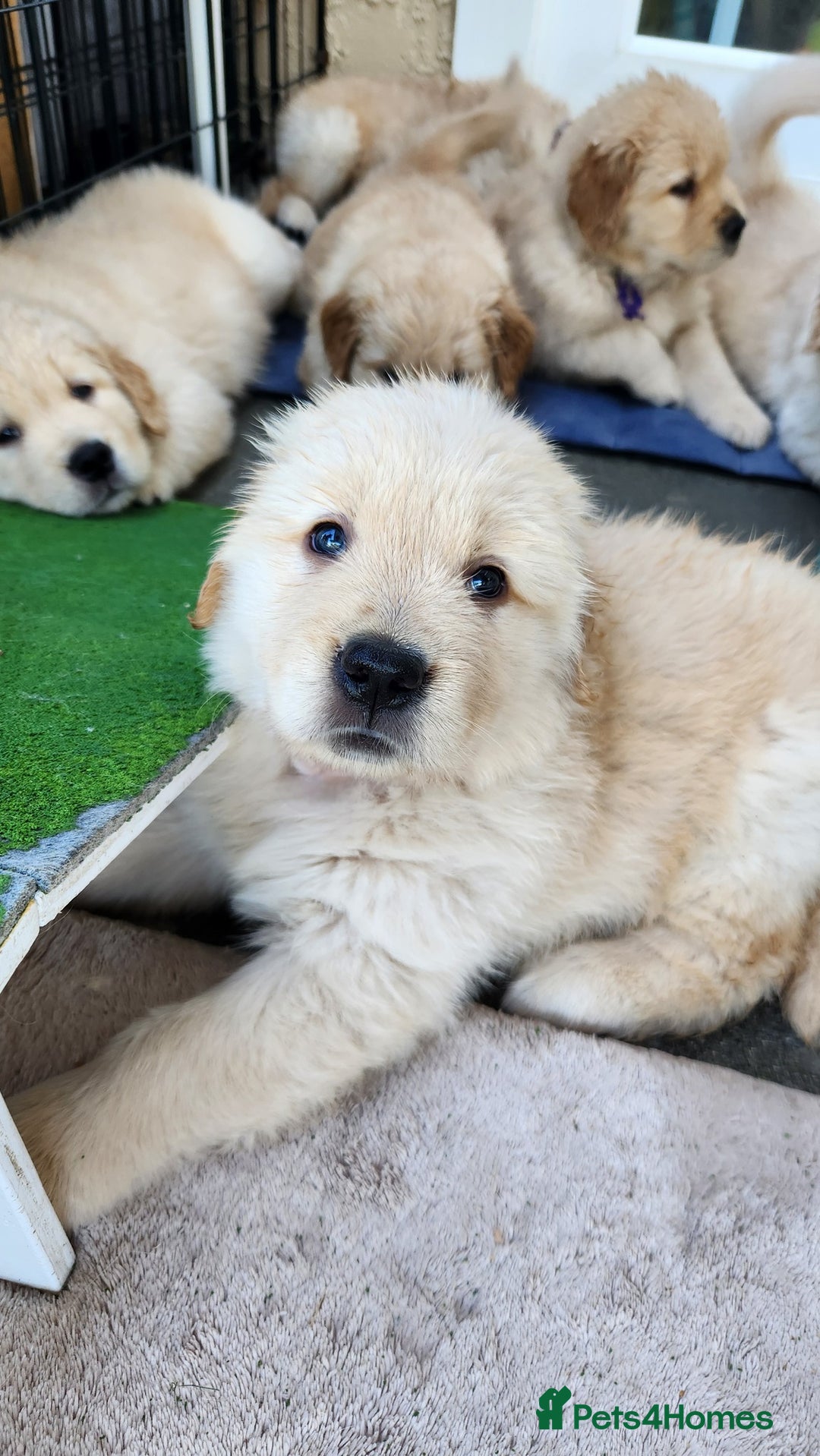 Golden Retriever dogs for sale: Lovable Kc Golden Retriever Puppies Available Now - Image 12