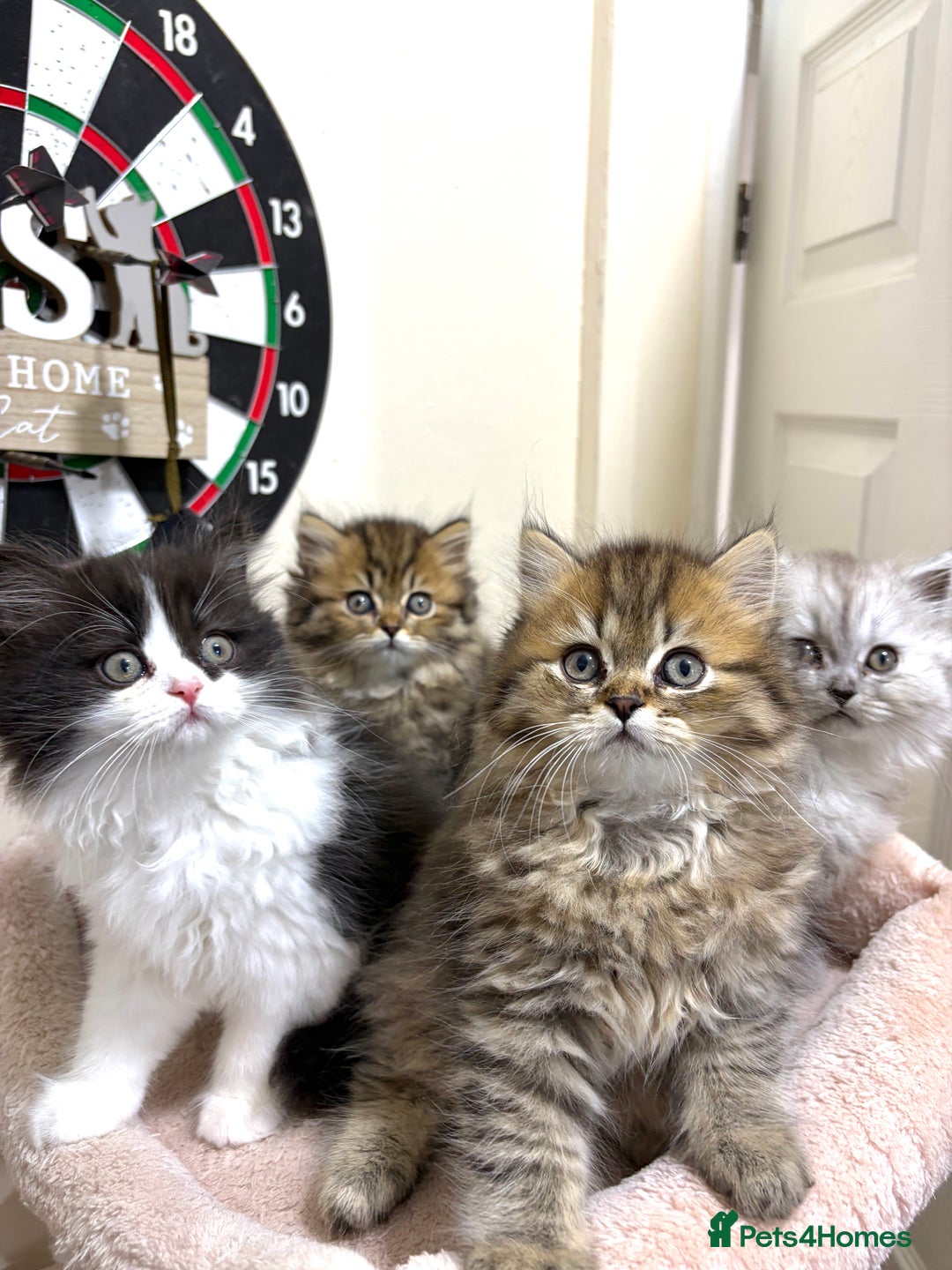 Mixed Breed cats for sale: British long hair X Chinchilla long hair - Advert 1