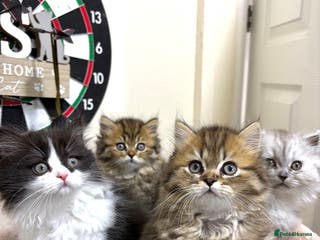 Mixed Breed cats British long hair X Chinchilla long hair - Advert 1