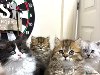 Mixed Breed cats British long hair X Chinchilla long hair - Advert 13