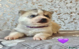 Siberian Husky dogs for sale: Beautiful KC registered Siberian puppies  - Image 4