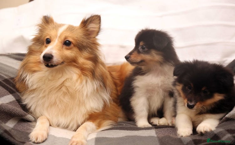 Shetland Sheepdog dogs Stunning Champions lines Tri Colour Girls  - Advert 4