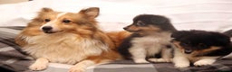 Shetland Sheepdog dogs for sale: Stunning Champions lines Tri Colour Girls  - Advert 13