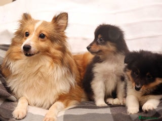 Shetland Sheepdog dogs Stunning Champions lines Tri Colour Girls - Advert 1
