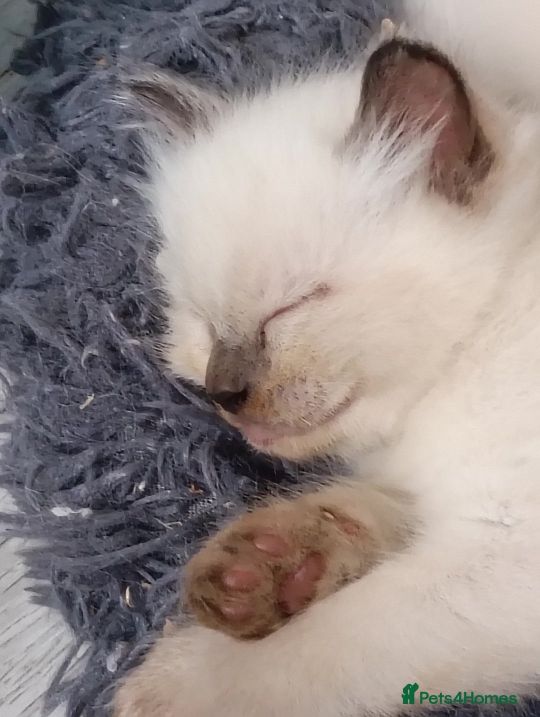 Ragdoll cats for sale: GCCF registered pedigree ragdoll kittens  - Advert 13