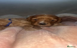 Cavapoo dogs for sale: F1 Cavapoos  - Image 6