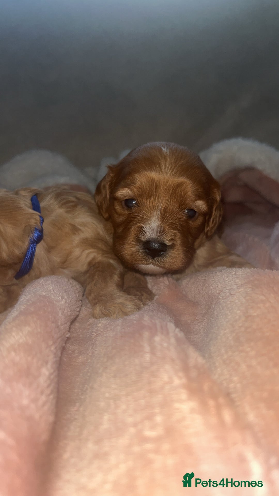 Cavapoo dogs for sale: F1 Cavapoos  - Image 6
