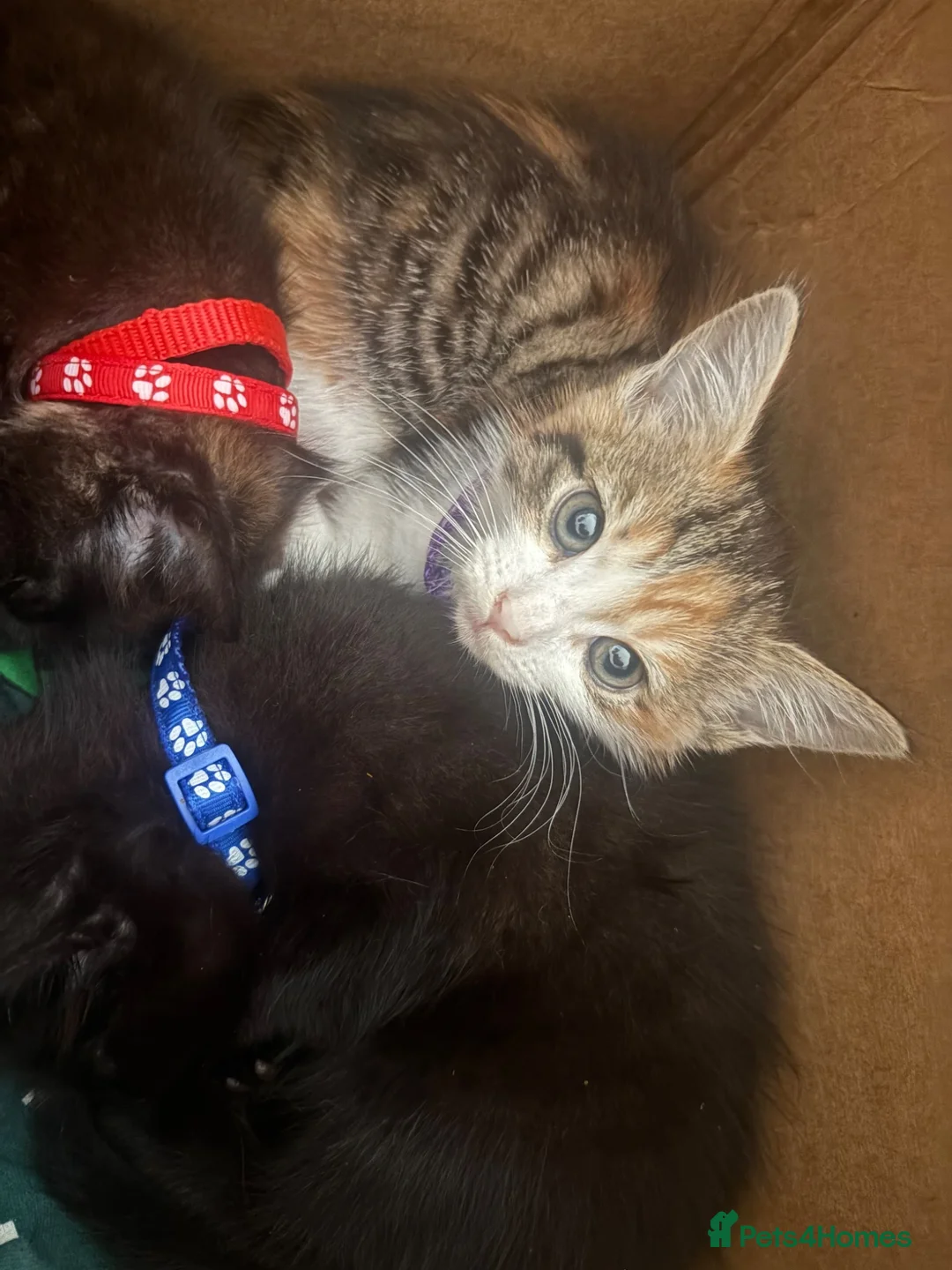 Mixed Breed cats for sale: Kittens in Burton-on-Trent - Advert 2
