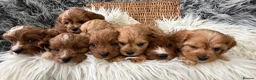 Cavapoo dogs for sale: EXCEPTIONAL EXTENSIVELY HEALTH TESTED CAVAPOOS  - Advert 7