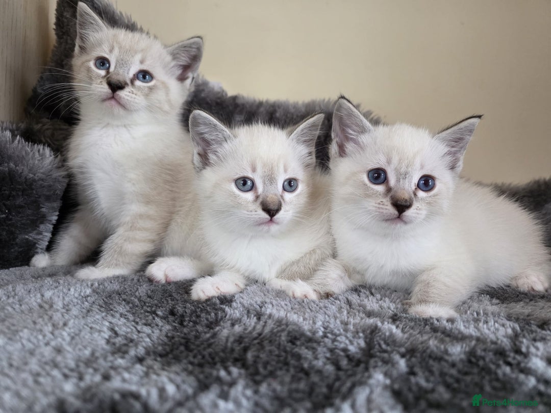 Ragdoll cats for sale: Ragdoll Cross kittens  - Image 10