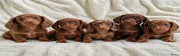 Miniature Dachshund dogs for sale: Fully Vaccinated Mini Dax Pups READY TO LEAVE in Southampton - Advert 2