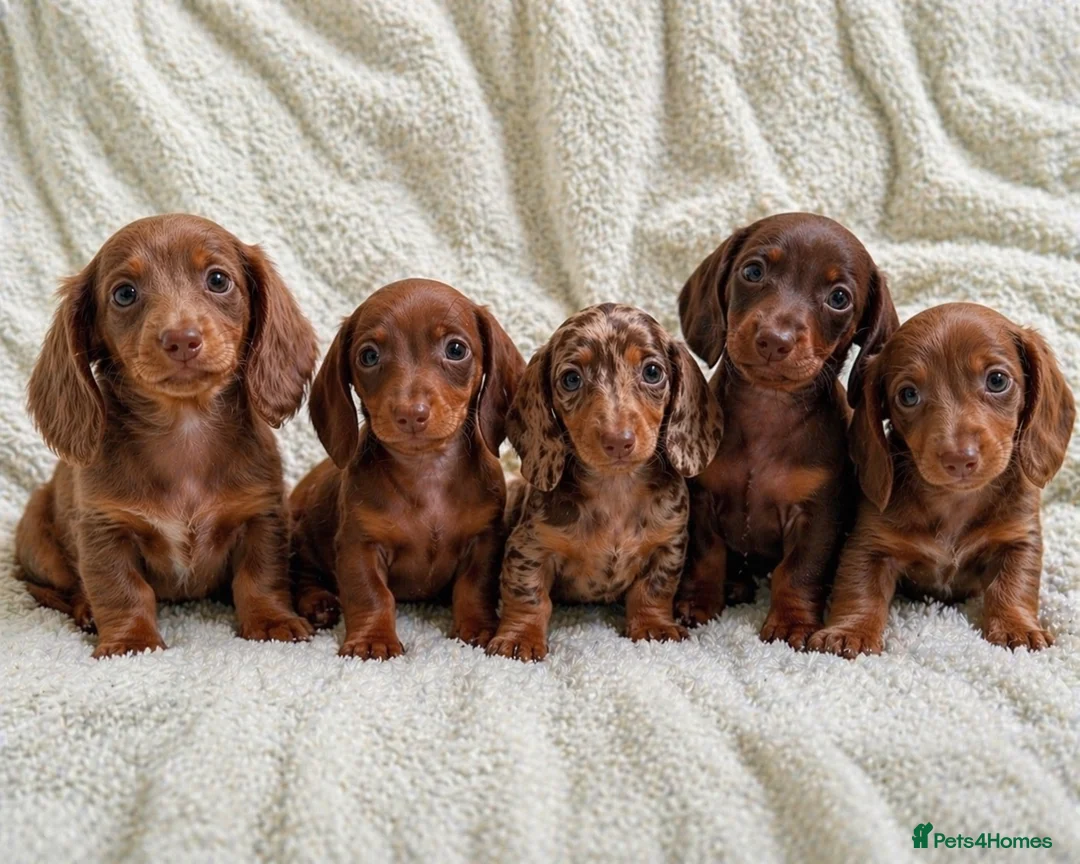 Miniature Dachshund dogs for sale: Fully Vaccinated Mini Dax Pups READY TO LEAVE in Southampton - Advert 2