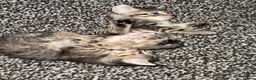 Mixed Breed cats for sale: Tabby kittens for sale - B31 - Advert 10