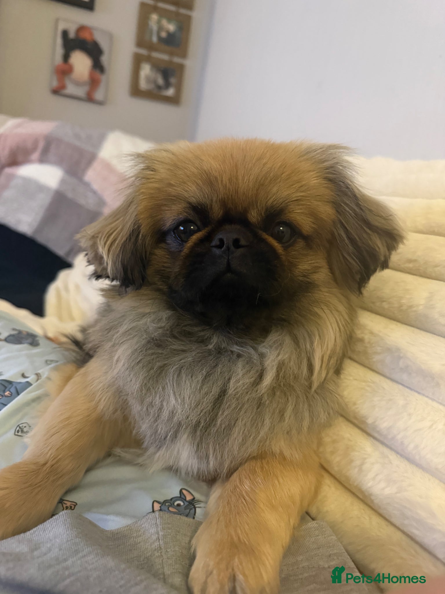 Pekingese dogs for sale: Ted is 17 months - Advert 5