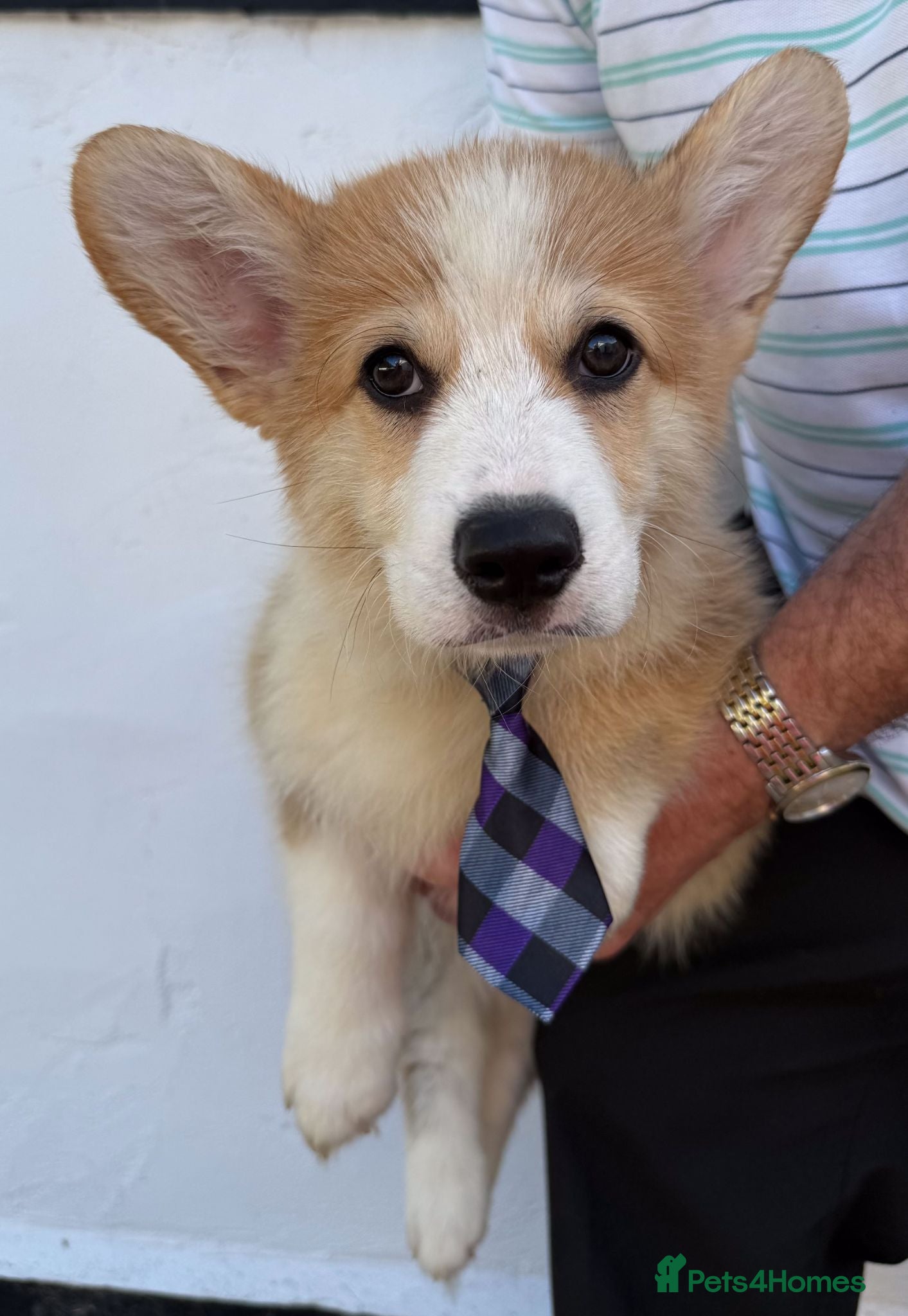 Welsh Corgi Pembroke dogs 1 Boy Remaining. Finest Example of Breed! All Docs - Advert 1