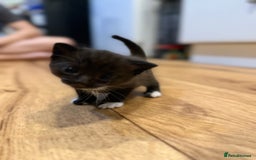 Mixed Breed cats for sale: 4 beautiful mixed breed kittens  - Image 4