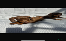 Miniature Dachshund dogs for sale: Mini dachshund puppies for sale !!!  - Image 5