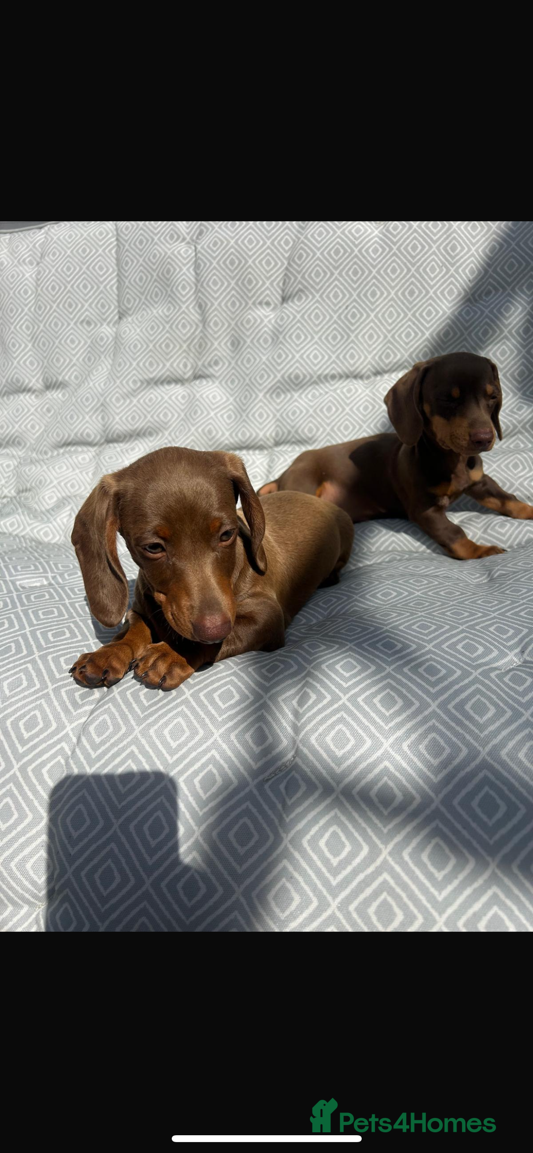Miniature Dachshund dogs for sale: Mini dachshund puppies for sale !!!  - Image 5