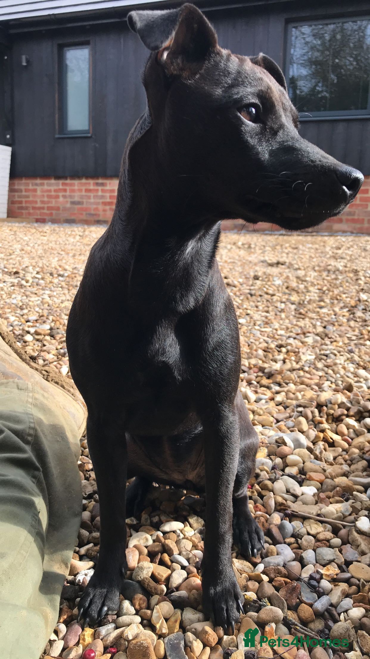 Patterdale Terrier dogs Patterdale puppies for sale. - Advert 4