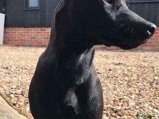 Patterdale Terrier dogs Patterdale puppies for sale. - Advert 4