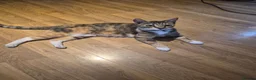 Mixed Breed cats for sale: 5 mixed breed kittens available - Advert 17