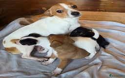 Jack Russell dogs for sale: Stunning miniature Jack Russell Puppies - Image 1